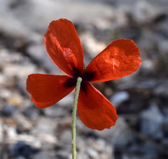 Papaver tichomirovii