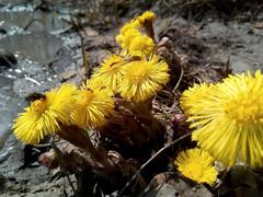 Tussilago farfara