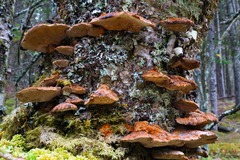 Inonotus cuticularis