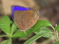 Arhopala centaurus nakula