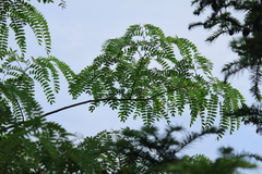 Albizia kalkora