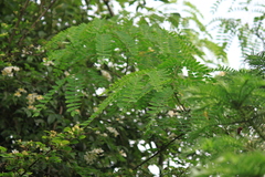 Albizia kalkora