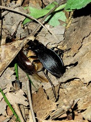 Carabus goryi