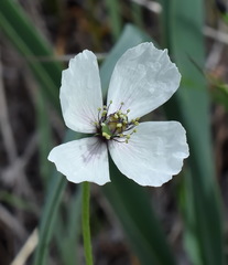 Papaver albiflorum