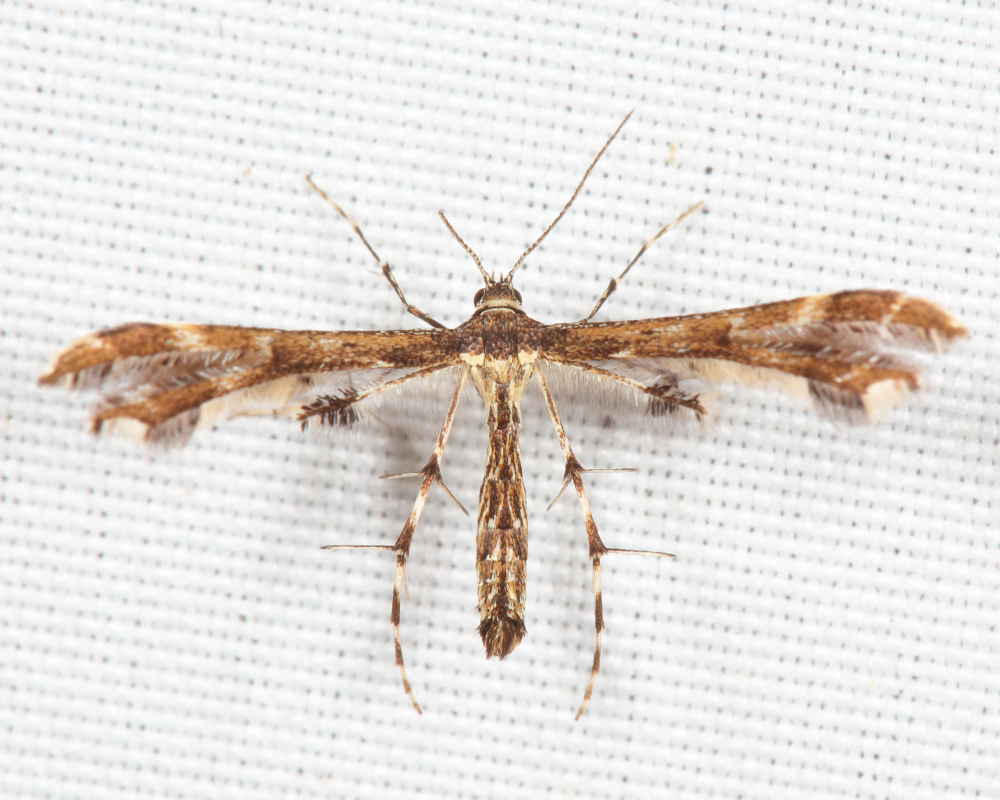 Evans' Plume Moth