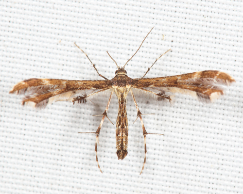 Evans' Plume Moth