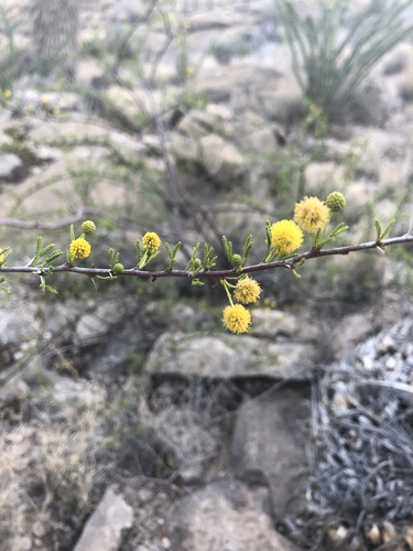 Viscid acacia