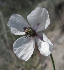 Papaver albiflorum