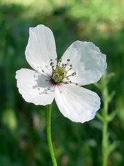Papaver albiflorum