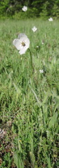 Papaver albiflorum
