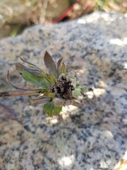 Dasineura aparines