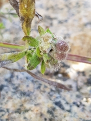 Dasineura aparines