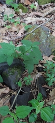 Scutellaria saxatilis