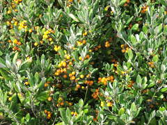 Corokia macrocarpa