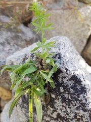 Dasineura aparines