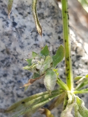 Dasineura aparines