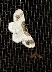 Hydrelia condensata