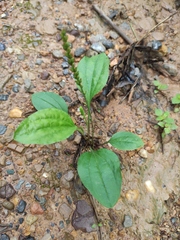 Plantago depressa
