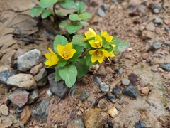 Lysimachia christinae