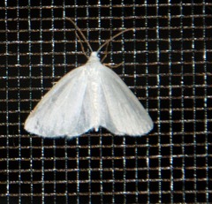 Lomographa vestaliata