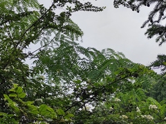 Albizia kalkora