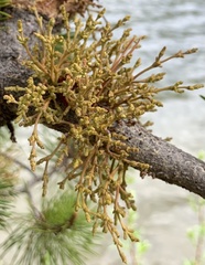 Arceuthobium americanum