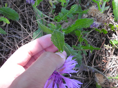 Centaurea polyacantha