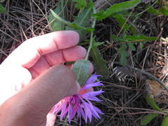 Centaurea polyacantha
