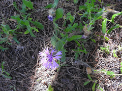 Centaurea polyacantha