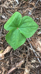 Trillium ovatum