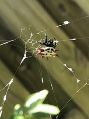 Gasteracantha cancriformis