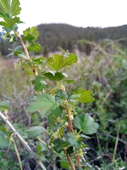 Ribes inerme