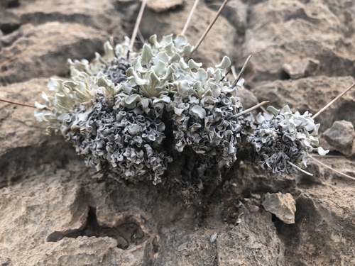 Tall Buckwheat