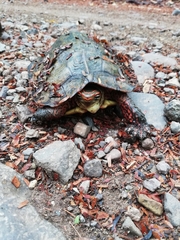 Rhinoclemmys pulcherrima rogerbarbouri