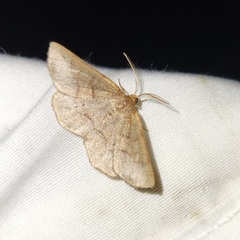 Metarranthis angularia