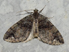 Hydriomena albifasciata