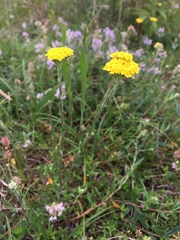 Achillea tomentosa
