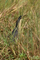 Ixobrychus sturmii