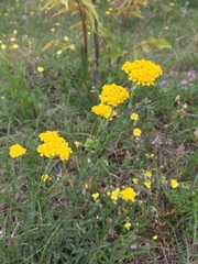 Achillea tomentosa