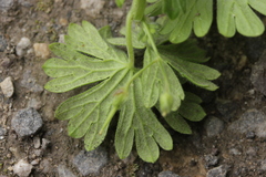 Peronospora conglomerata