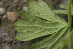 Peronospora conglomerata