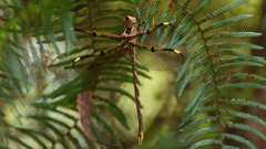 Telephlebia godeffroyi