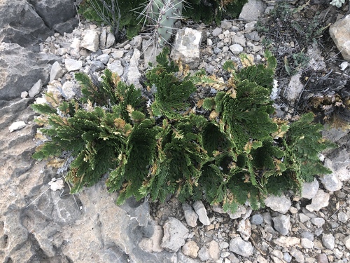resurrection plant