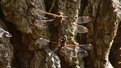 Telephlebia godeffroyi