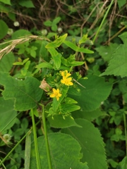 Hypericum sampsonii