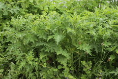 Puccinia calcitrapae