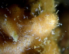 Zanclea