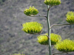 Passerina versicolor