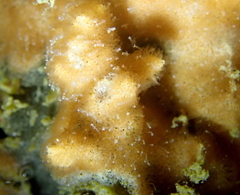 Zanclea