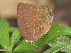 Arhopala centaurus nakula